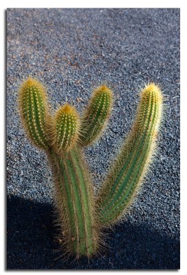 Jardin de Cactus-8.jpg
