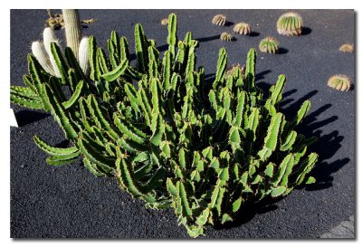 Jardin de Cactus-11.jpg