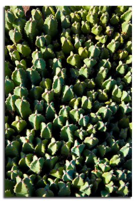Jardin de Cactus-14.jpg