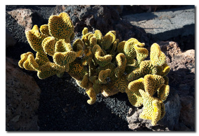 Jardin de Cactus-15.jpg