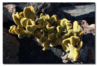 Jardin de Cactus-15.jpg
