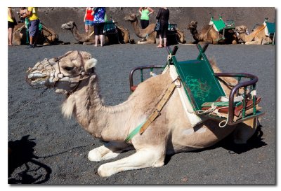 Dromedario en las faldas de Timanfaya.jpg