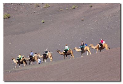 Dromedarios y turistas en Timanfaya  -  Dromedarys and tourists in Timanfaya