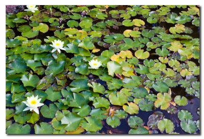 IMG_4689 Lirios de agua en el jardin de cactus.jpg