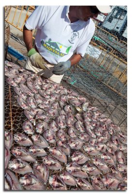 Pescados secandose al sol en Puerto del Carmen - Drying fish in Puerto del Carmen