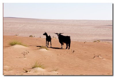 Dos cabras en el desierto de Wahiba - Tow goats in the Wahiba Sands