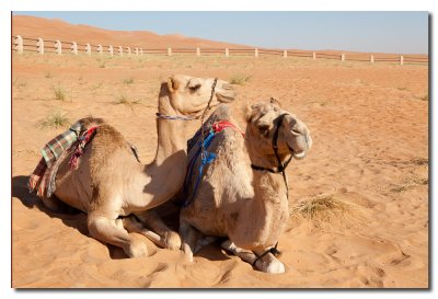 Camellos en el campamento de las 1000 noches - Camels in the 1000 nights campment