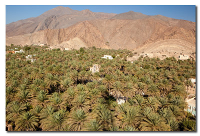 Vista tipica de Oman con Palmeras datileras y montaas rocosas - Typical view of Oman with Palm trees and rocky mountains
