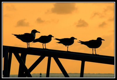 Pajaros en Key West   -   Birds in Key West