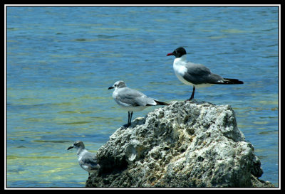 Pajaros en Key West   -   Birds in Key West