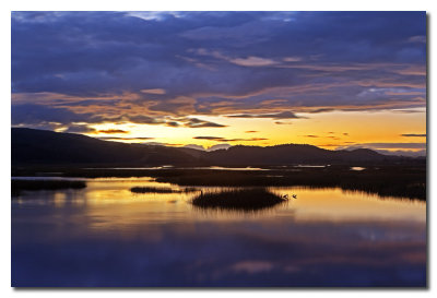 Pantanos cerca de Valdivia  -  Marsh near Valdivia