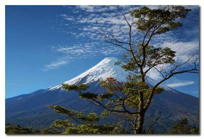 Volcan de Osorno y arbol