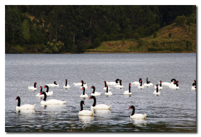 Cisnes de cuello negro  -  Black neck swans