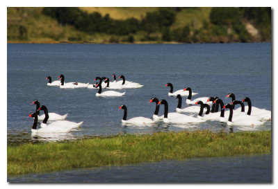 Cisnes de cuello negro  -  Black neck swans