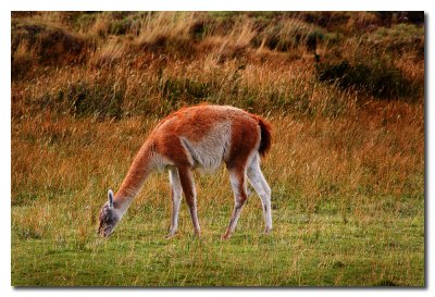 Guanaco