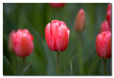 Tulipanes en Park Avenue