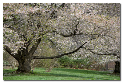 Arbol florido  -  Tree in bloom