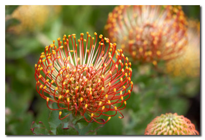 Flor exotica en Longwood Gardens