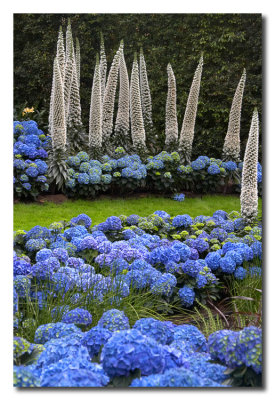 Hortensias y flores exoticas en Longwood Gardens Pennsylvania