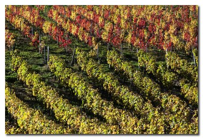 Viedos en Otoo  -  Vineyard in Autumn