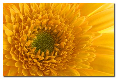 Flor Gerebera   -   Gerbera flower