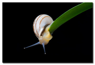 Caracol sobre hoja verde - Snail on green leaf