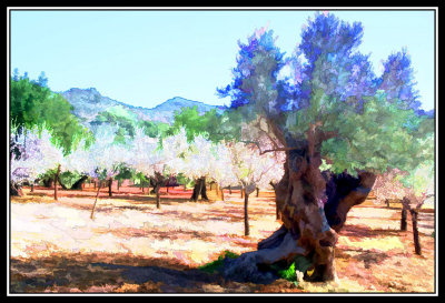 Olivo y Almandros -  Olive and Almond trees