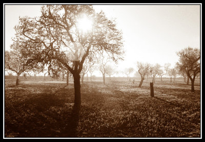 Almendros en niebla Sepia  -  Sepia almond trees