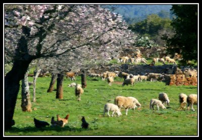 Almendros en flor y ovejas  -  Flowered almond and sheep