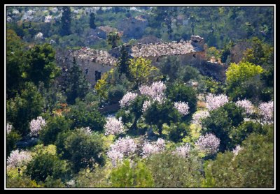 Almendros en flor  -  Almond trees in flower