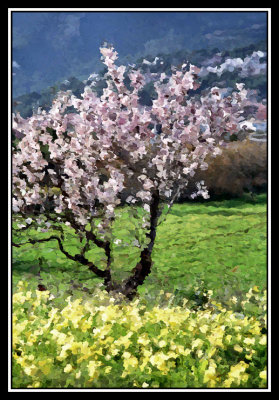 Almendro en flor  -  Flowered almond tree
