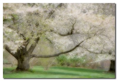 Arbol florido   -   Flowered Tree