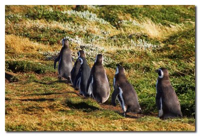 Los pinguinos vuelven del mar  -  Pinguins coming back from the sea