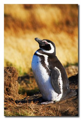 Pinguino protegiendo el nido  -  Penguin protecting his nest