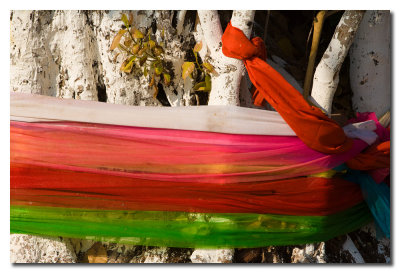 Trapos alrededor de un arbol  -  Cloth around a tree