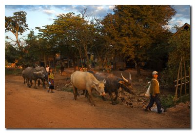 Nios vuelven a casa con los bueyes  -  Children return home with the Oxen