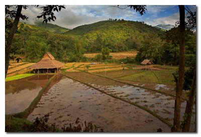 Campos de arroz  -  Rice fields