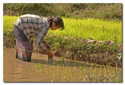 Plantando arroz  -  Planting rice