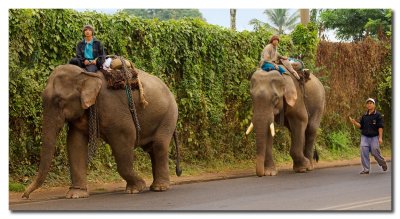 Elefantes en las calles  -  Elephants on the streets
