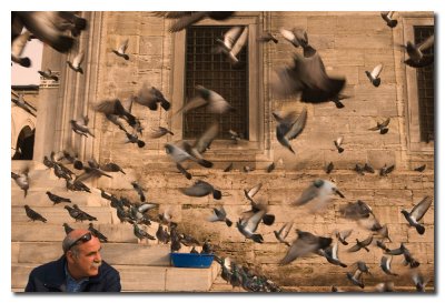 Palomas de la mezquita  -  Mosque pigeons