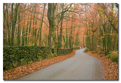 La Fageda d'en Jorda  -  The Jorda  Beech groove