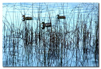 Patos y los juncos - Ducks and the reeds