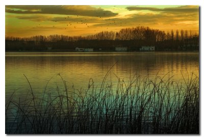 Juncos en el lago - Reeds on the lake