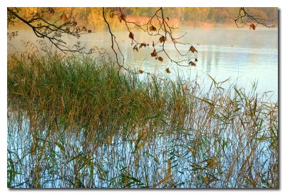 Juncos en el lago -  Reeds on the lake