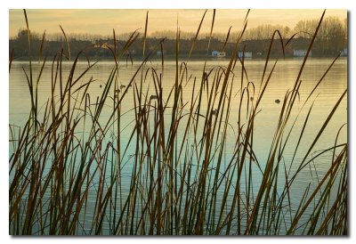 Juncos en el lago -  Reeds on the lake