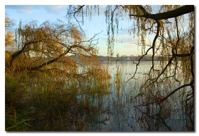 Arboles and lago  -  Trees and lake
