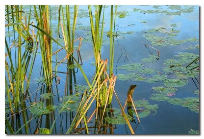 Juncos y Lirios de agua  -  Reeds and water  lilies