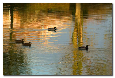 Patos y reflejos  -  Ducks and reflections