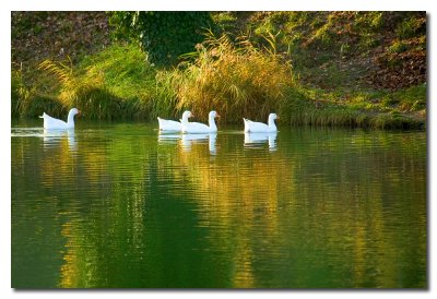 Gansos - Geese
