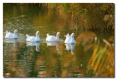 Gansos - Geese